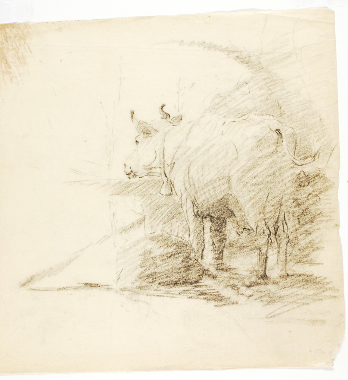 Mucca da Solon H. Borglum
