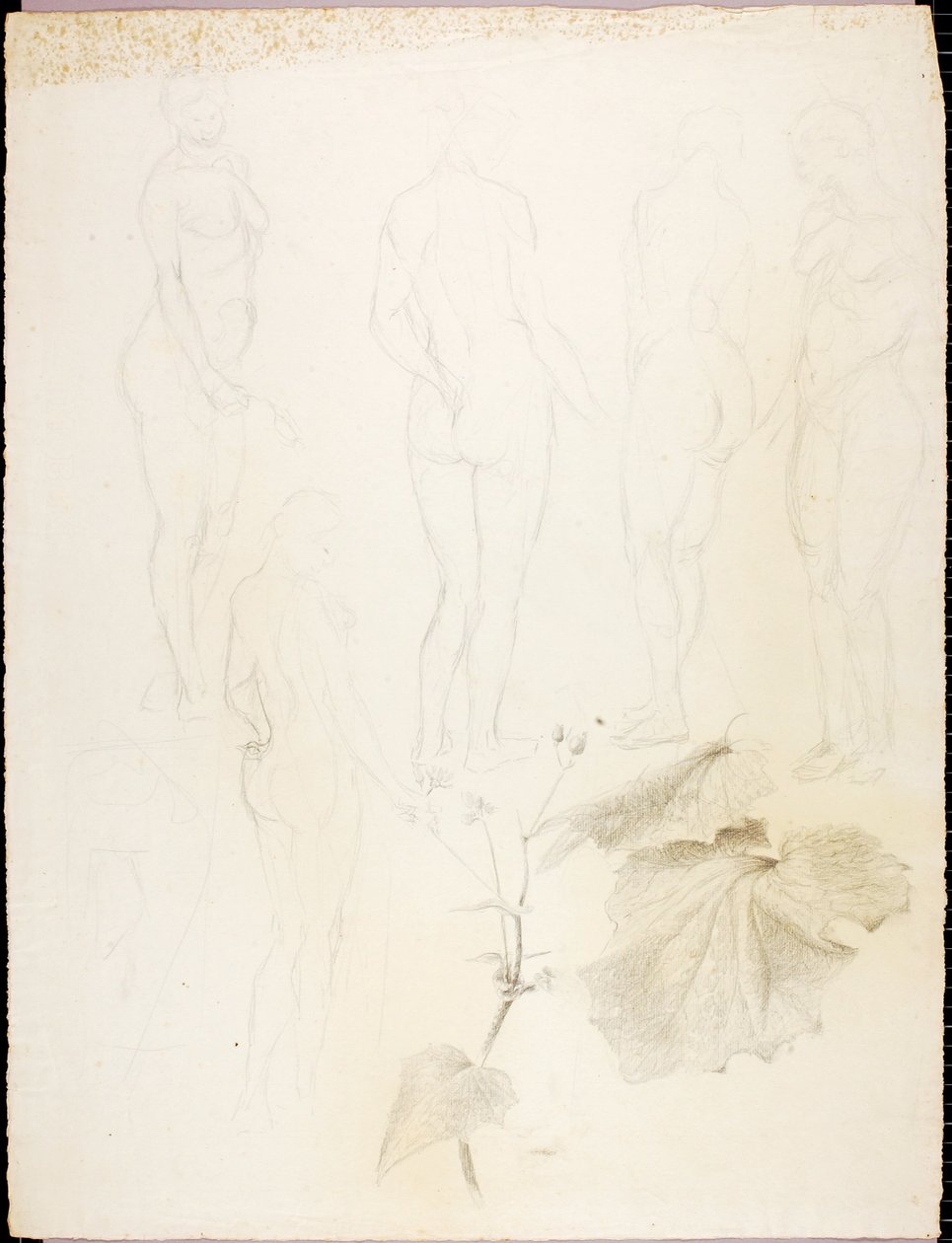 Nudi e foglie da Solon H. Borglum