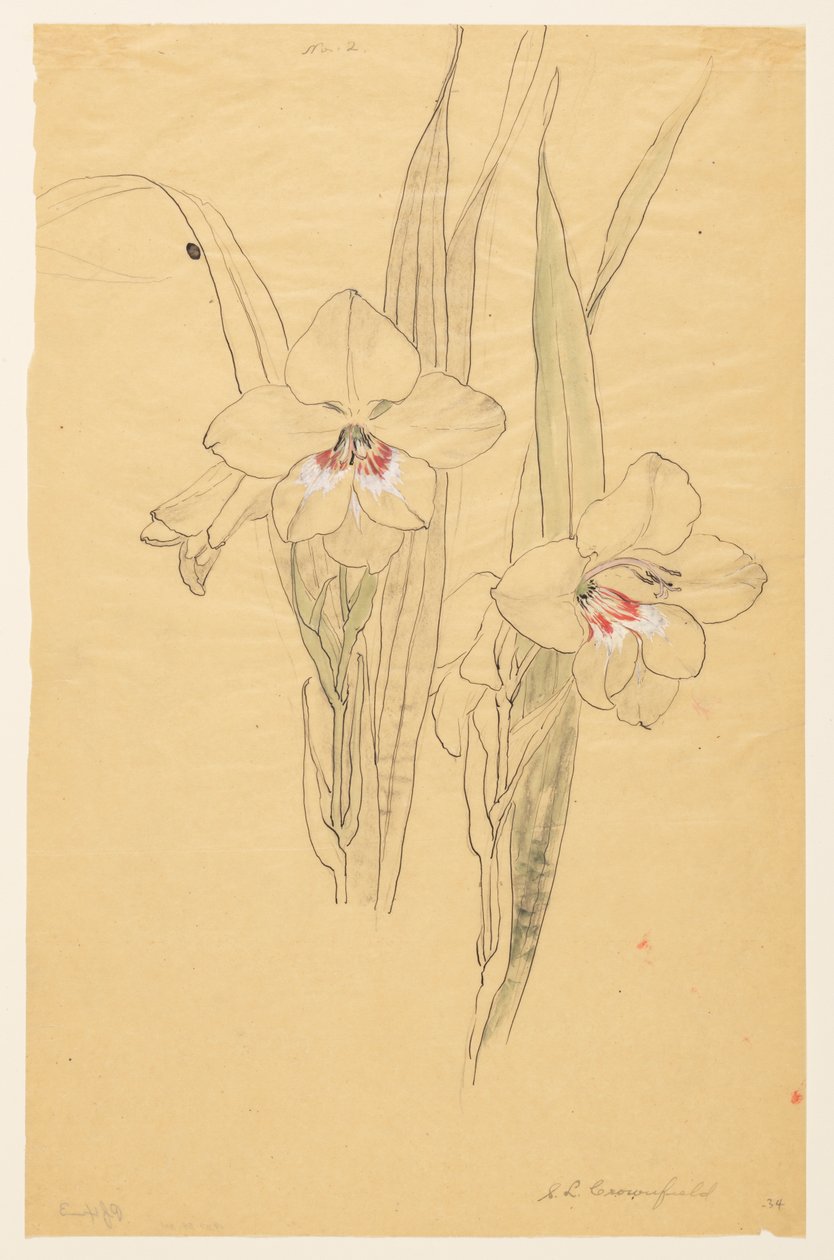 Studio di amarillidi da Sophia L. Crownfield