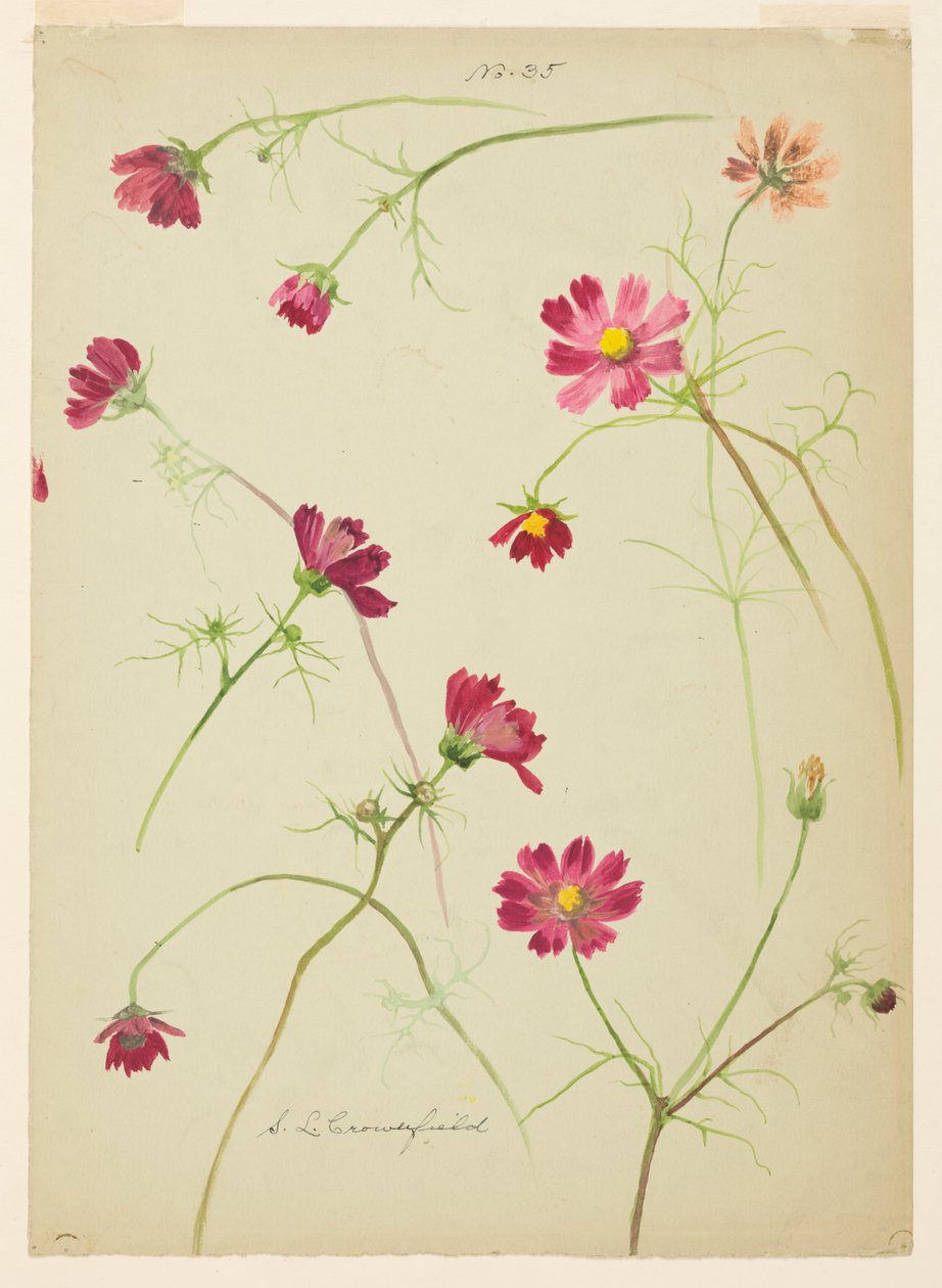 Studio del Cosmo da Sophia L. Crownfield
