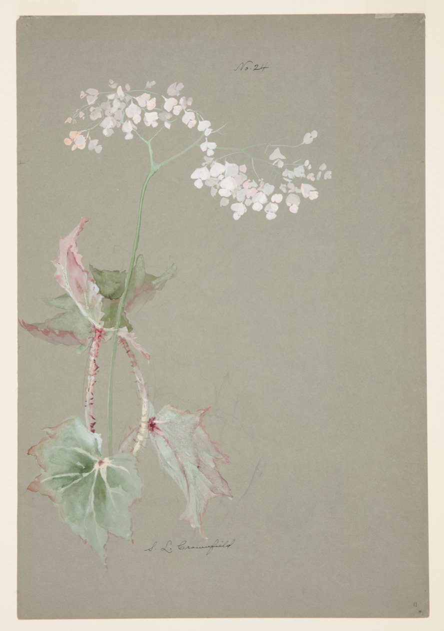 Studio di Begonia Rosa da Sophia L. Crownfield