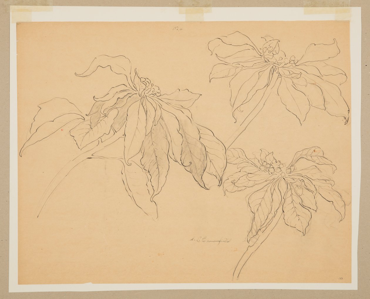 Studio di poinsettie da Sophia L. Crownfield