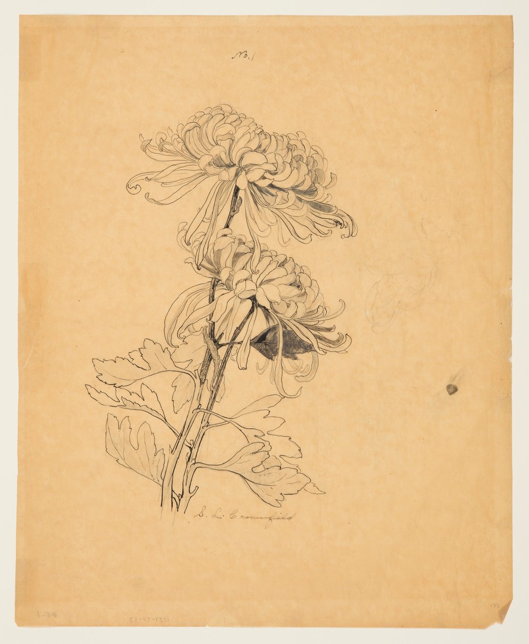 Studio di due crisantemi da Sophia L. Crownfield