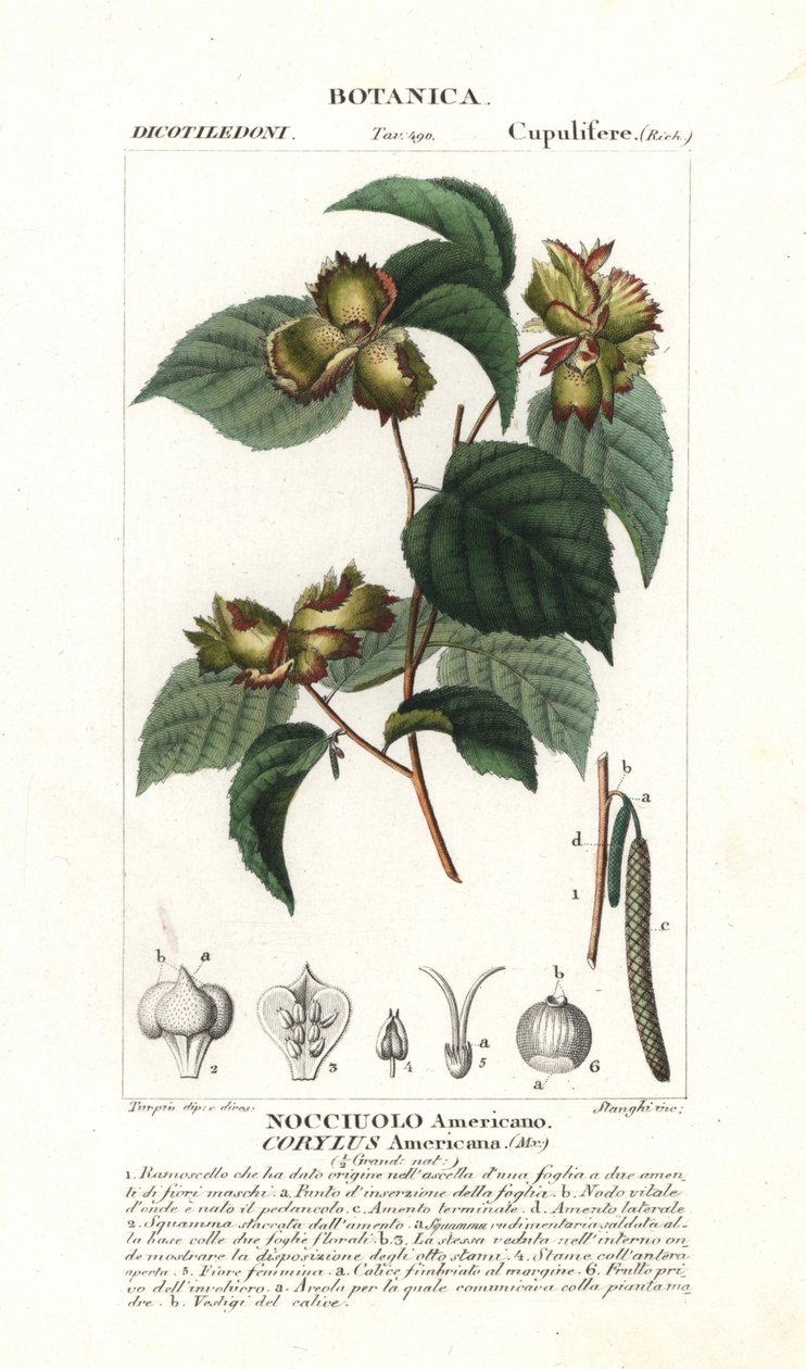 Nocciolo americano, Corylus americana da Stanghi Stanghi