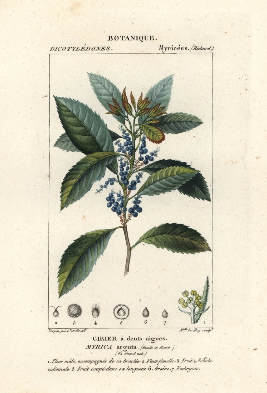 Morella pubescens da Stanghi Stanghi