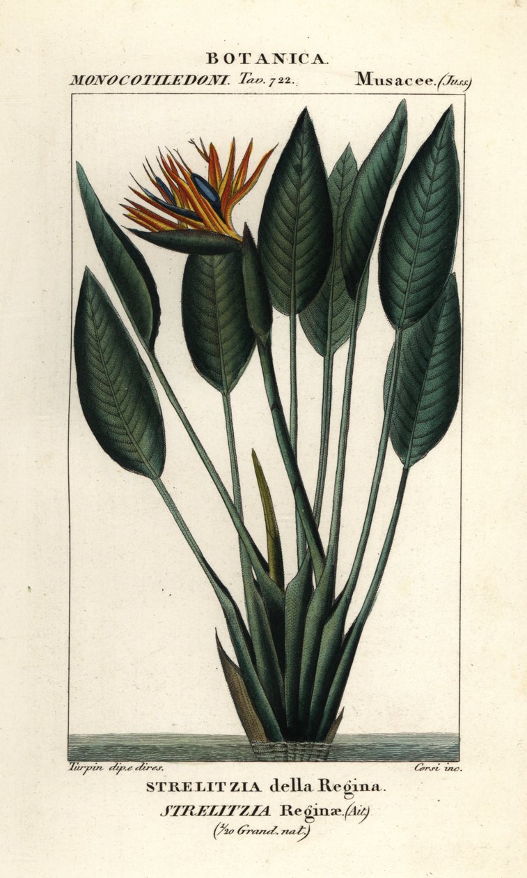 Uccello del paradiso, Strelitzia reginae da Stanghi Stanghi