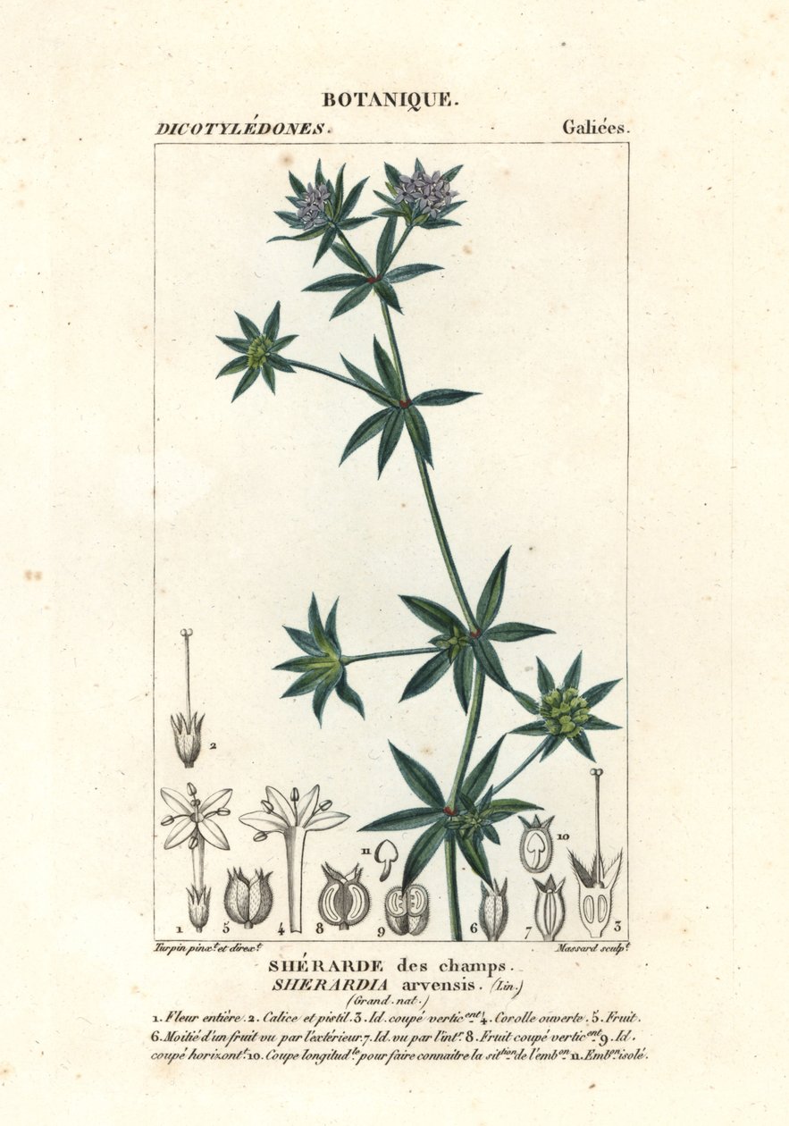 Sherardia arvensis da Stanghi Stanghi