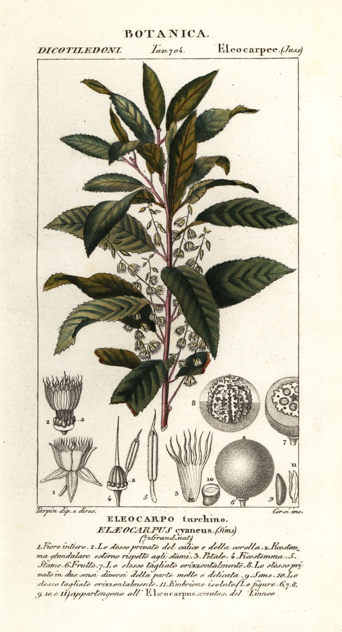 Frassino di mirtillo, Elaeocarpus cyaneus da Stanghi Stanghi