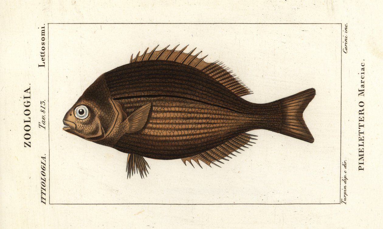 Kyphosus vaigiensis da Stanghi Stanghi