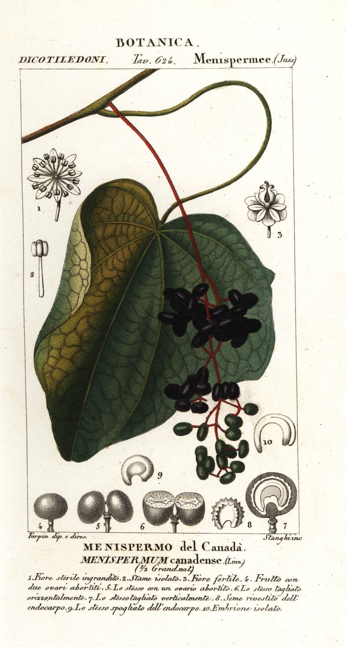 Lunaria canadese, Menispermum canadense da Stanghi Stanghi