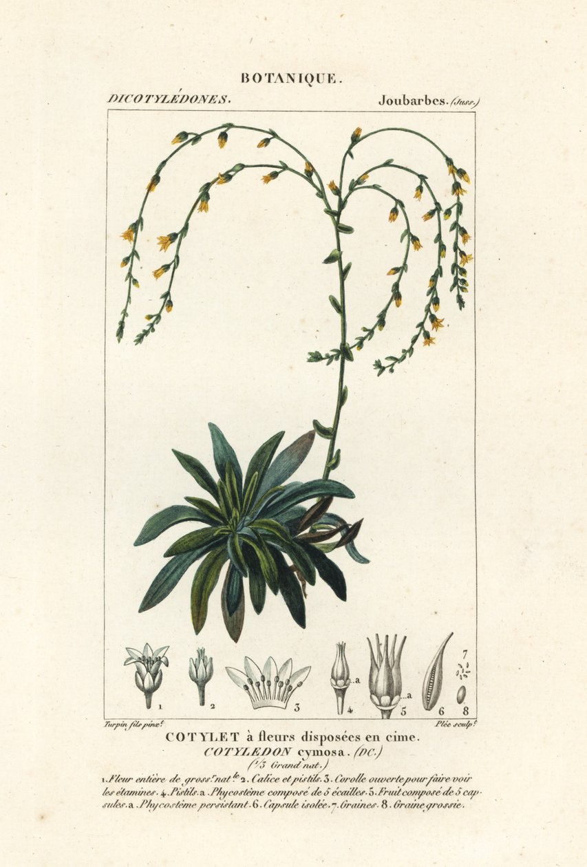 Dudleya cymosa da Stanghi Stanghi