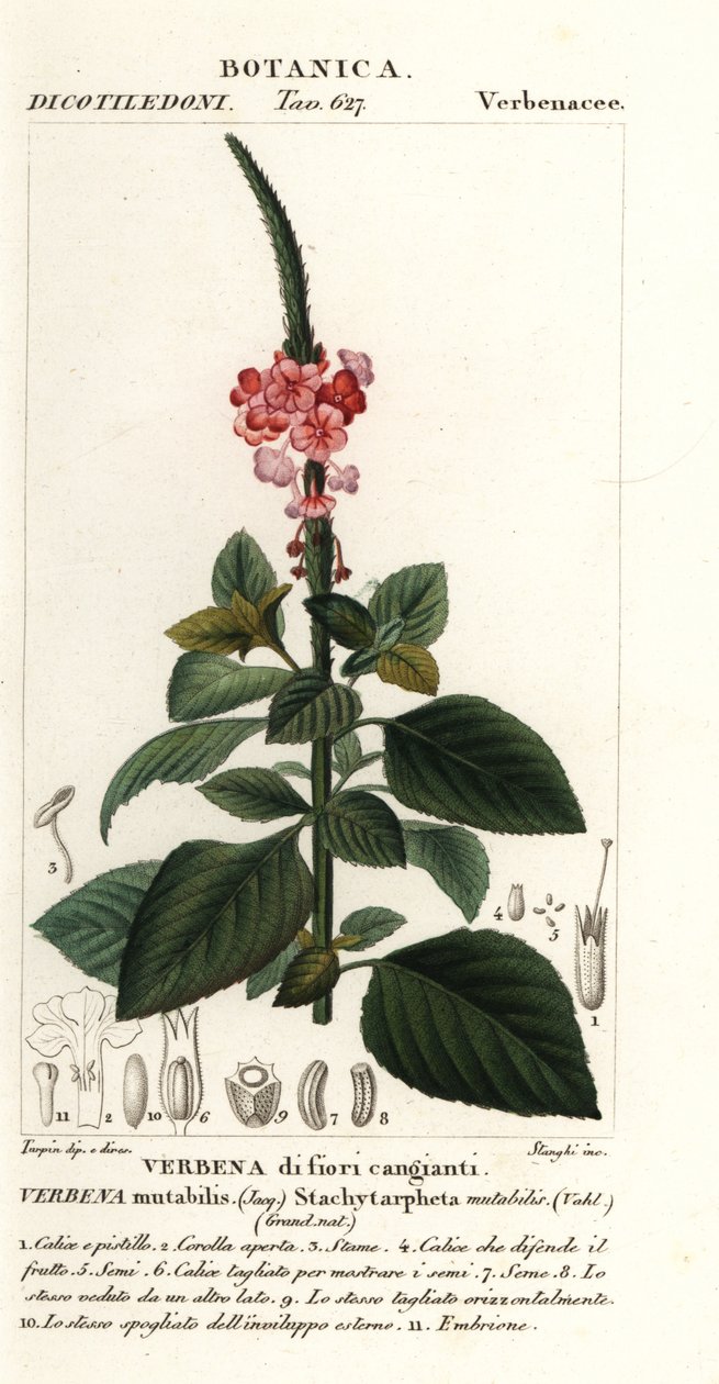 Verbena mutabile, Stachytarpheta mutabilis da Stanghi Stanghi