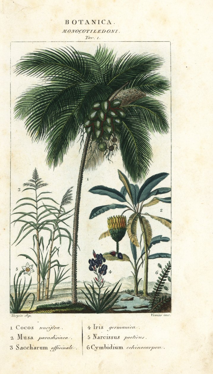 Cocco, banana, canna da zucchero, ecc. da Stanghi Stanghi