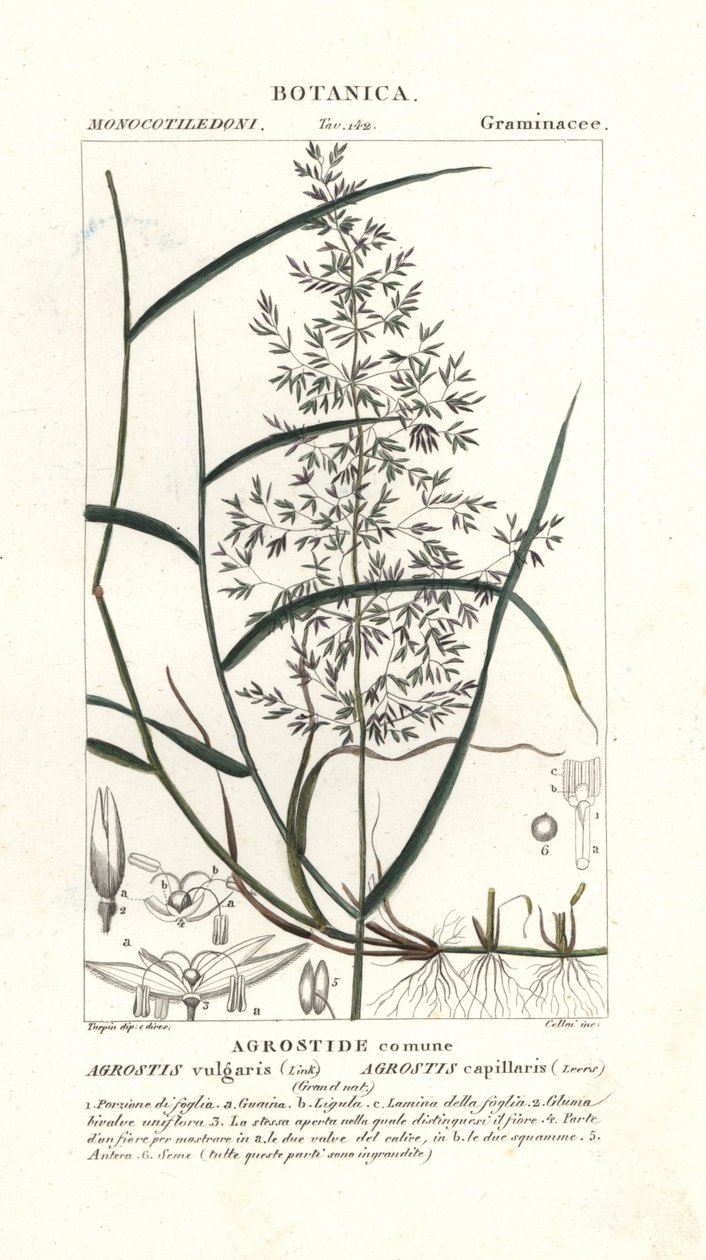 Agrostis capillaris da Stanghi Stanghi