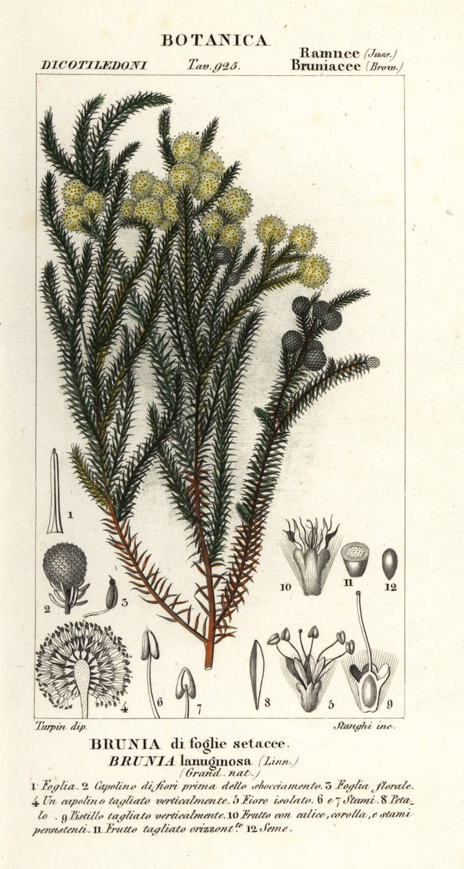 Berzelia lanuginosa da Stanghi Stanghi