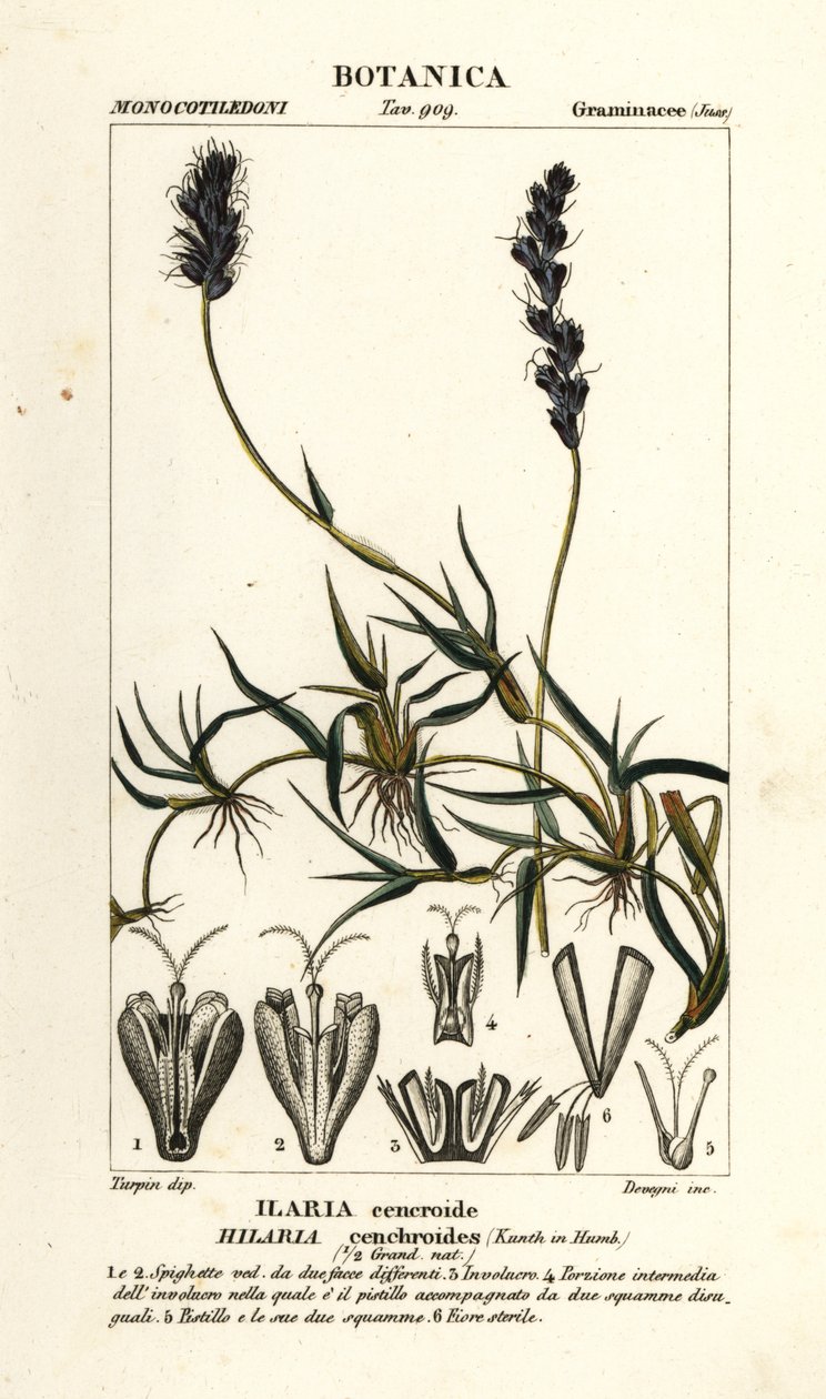 Mesquite riccio, Hilaria cenchroides da Stanghi Stanghi