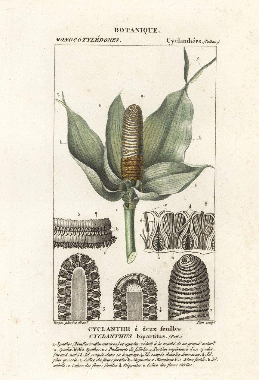 Cyclanthus bipartitus da Stanghi Stanghi