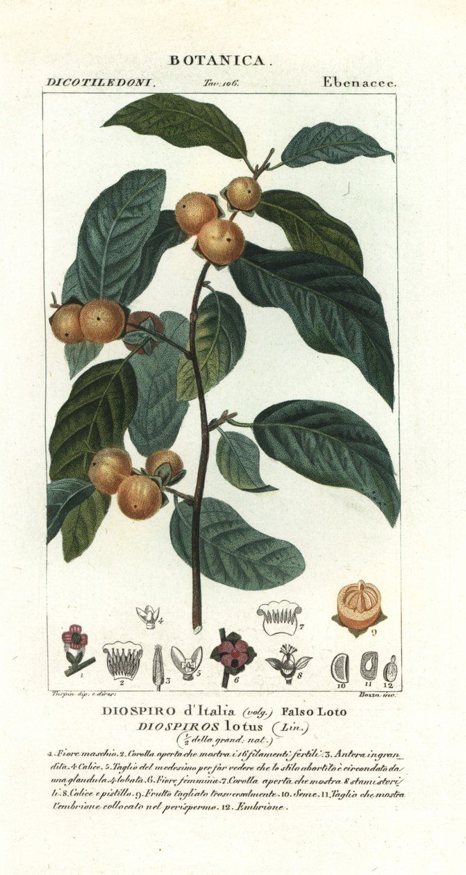 Dattero, Diospyros lotus da Stanghi Stanghi