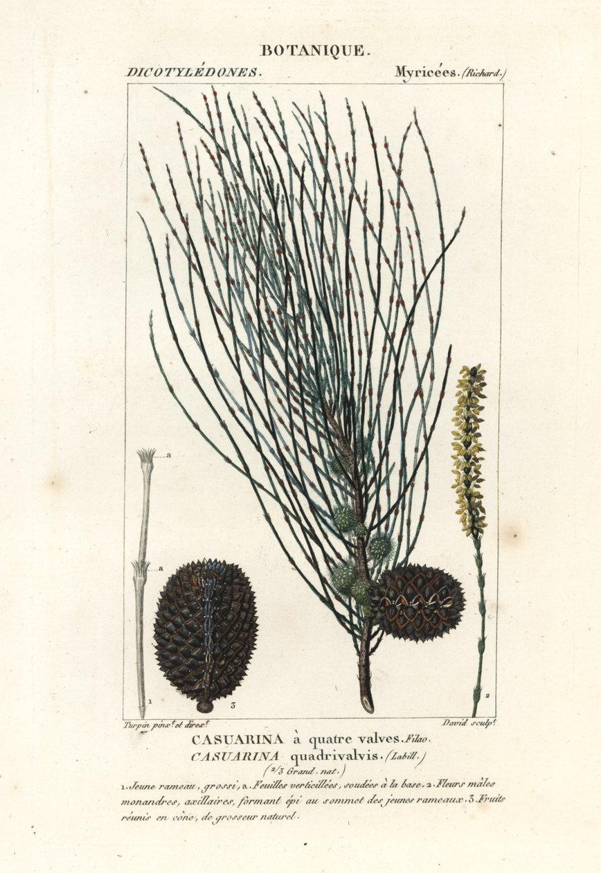 Allocasuarina verticillata da Stanghi Stanghi