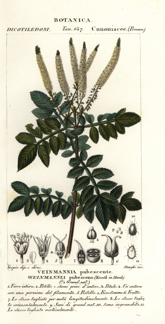 Encenillo, Weinmannia pubescens da Stanghi Stanghi