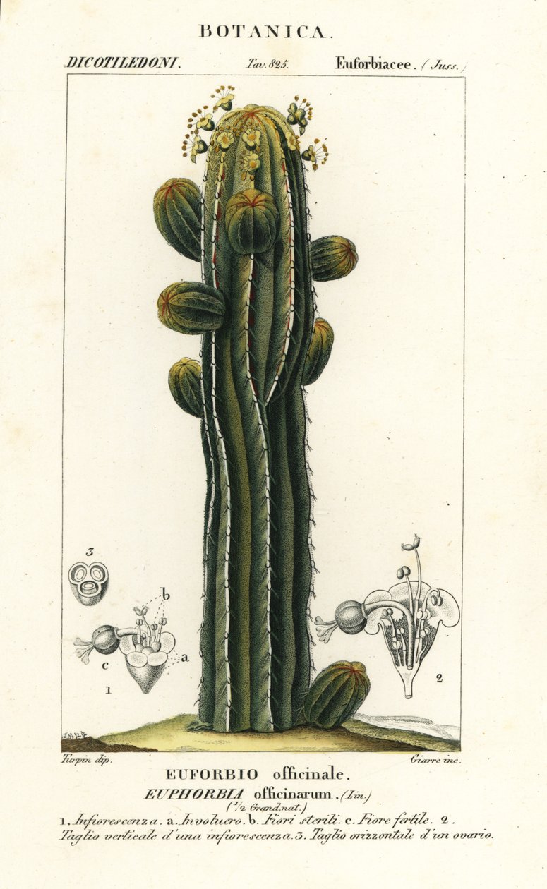 Euphorbia officinarum da Stanghi Stanghi