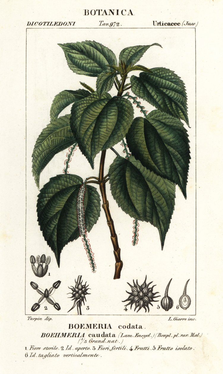Falsa ortica, Boehmeria caudata da Stanghi Stanghi