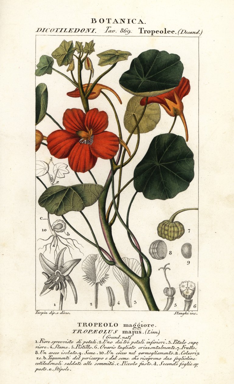 Nasturzio da giardino, Tropaeolum majus da Stanghi Stanghi