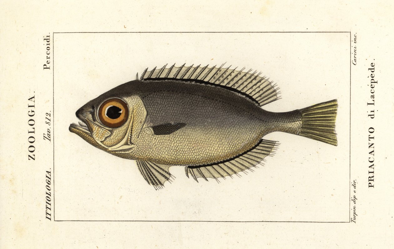 Occhi di vetro, Heteropriacanthus cruentatus da Stanghi Stanghi