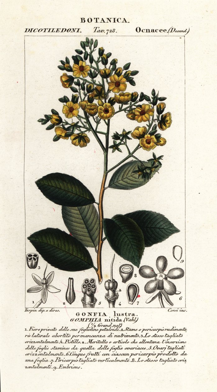 Gomphia nitida da Stanghi Stanghi