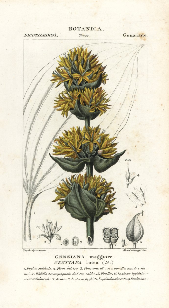 Genziana gialla grande, Gentiana lutea da Stanghi Stanghi