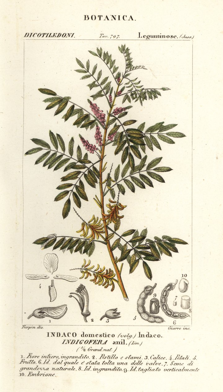 Indaco guatemalteco, Indigofera suffruticosa da Stanghi Stanghi