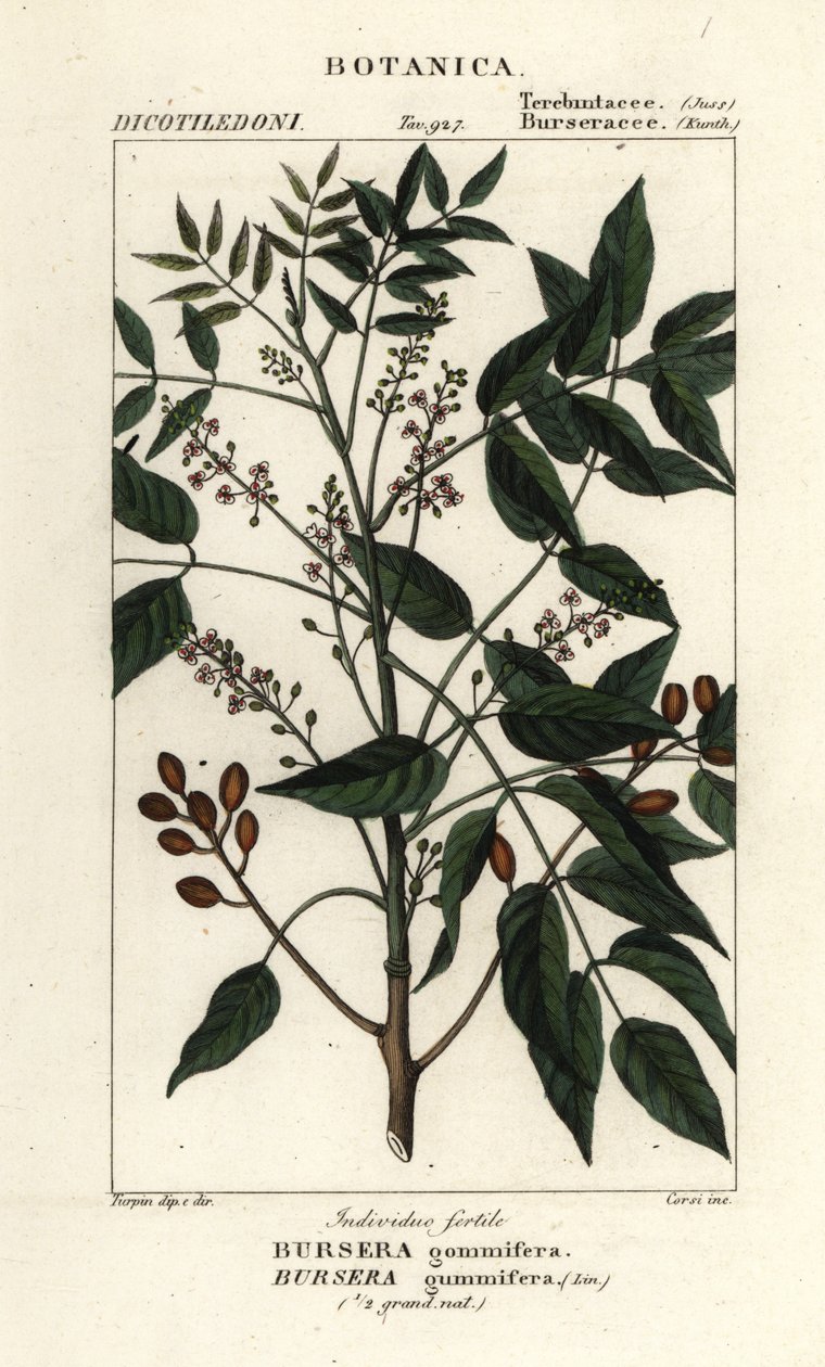Gumbo-limbo, Bursera simaruba da Stanghi Stanghi