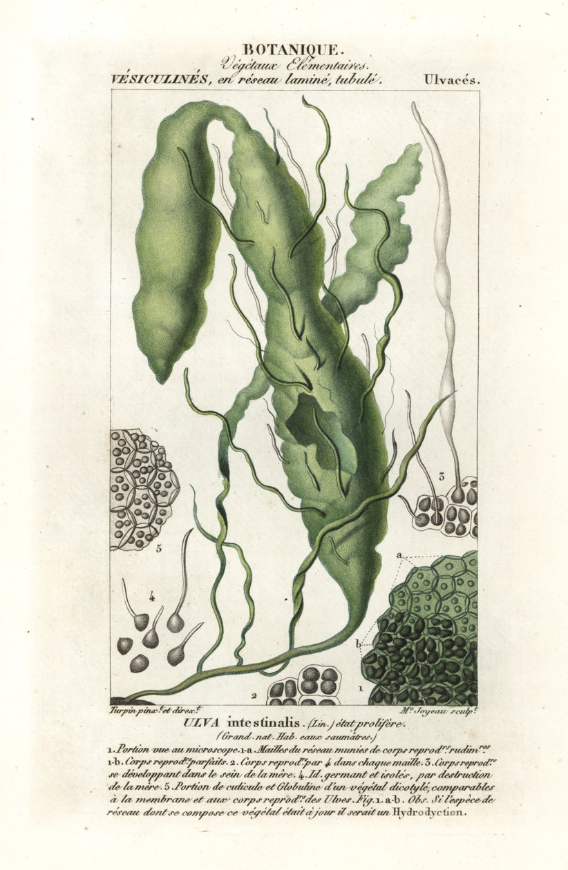 Ulva intestinalis da Stanghi Stanghi