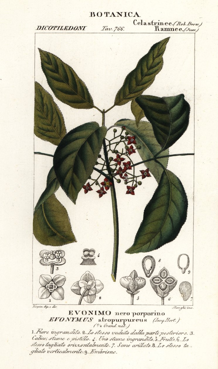 Euonymus hamiltonianus da Stanghi Stanghi