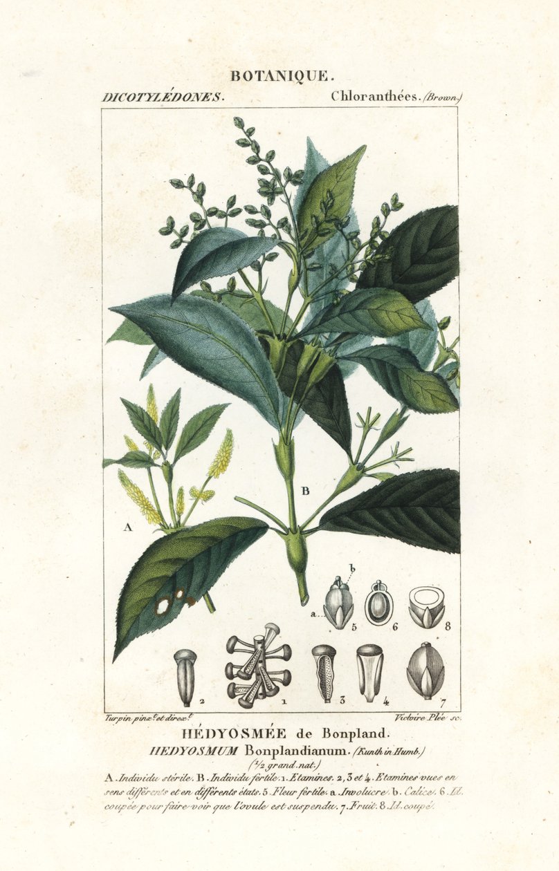 Hedyosmum bonplandianum, Kunth da Stanghi Stanghi