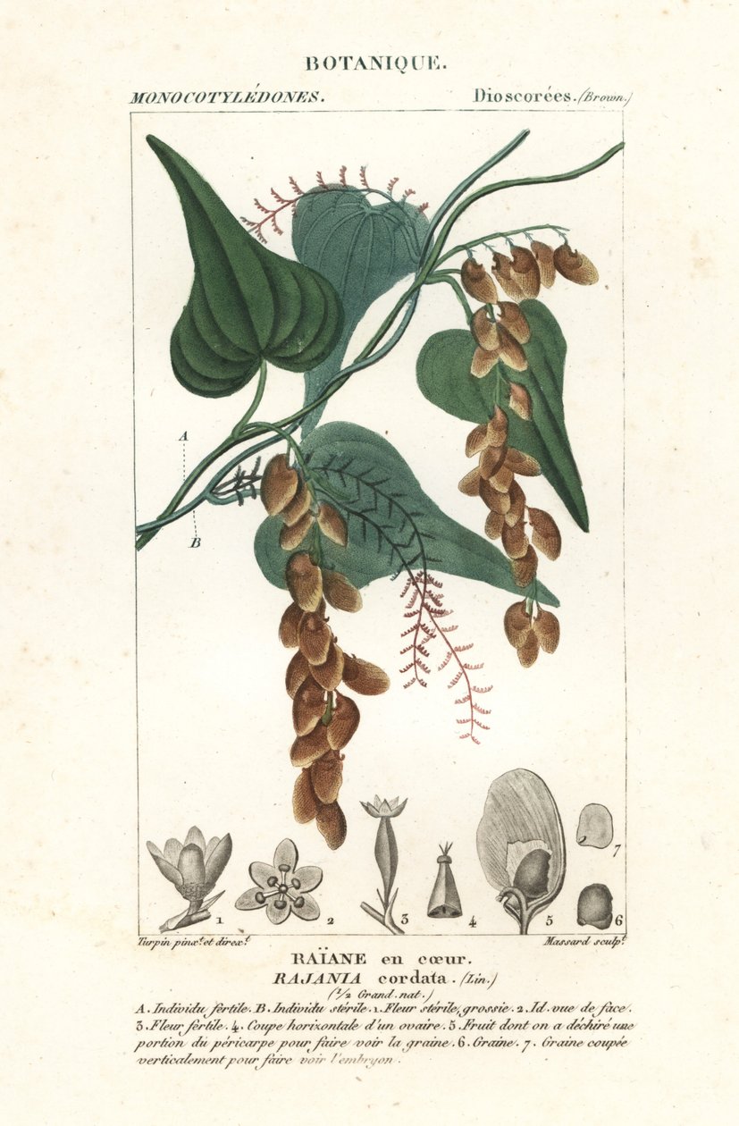 Rajania cordata da Stanghi Stanghi