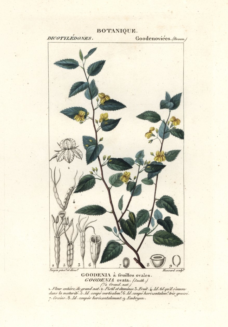 Goodenia ovata da Stanghi Stanghi