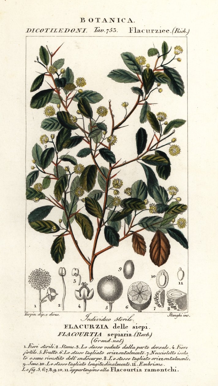 Prugna indiana, Flacourtia indica da Stanghi Stanghi