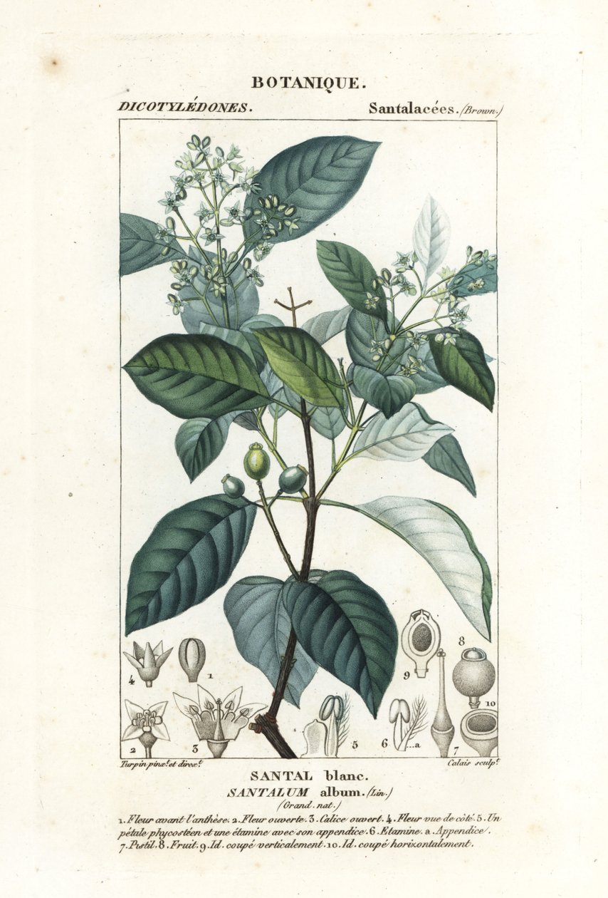 Sandalo indiano, Santalum album, vulnerabile da Stanghi Stanghi