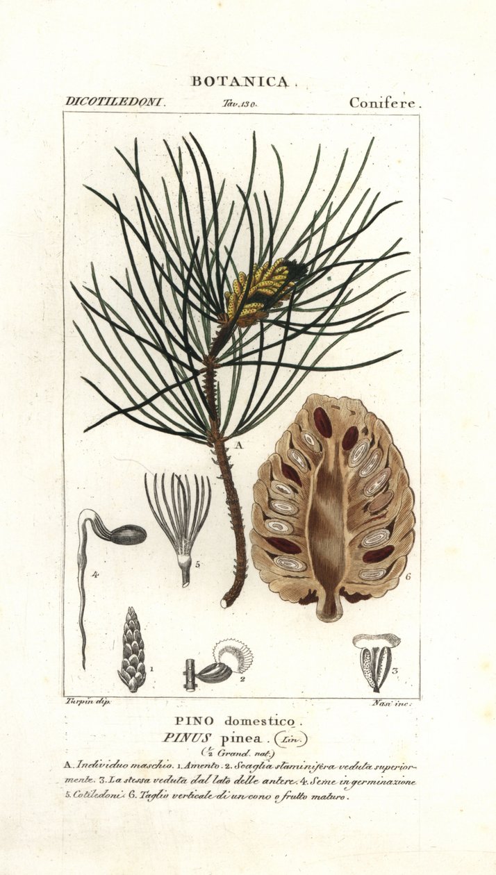 Pino domestico, Pinus pinea da Stanghi Stanghi