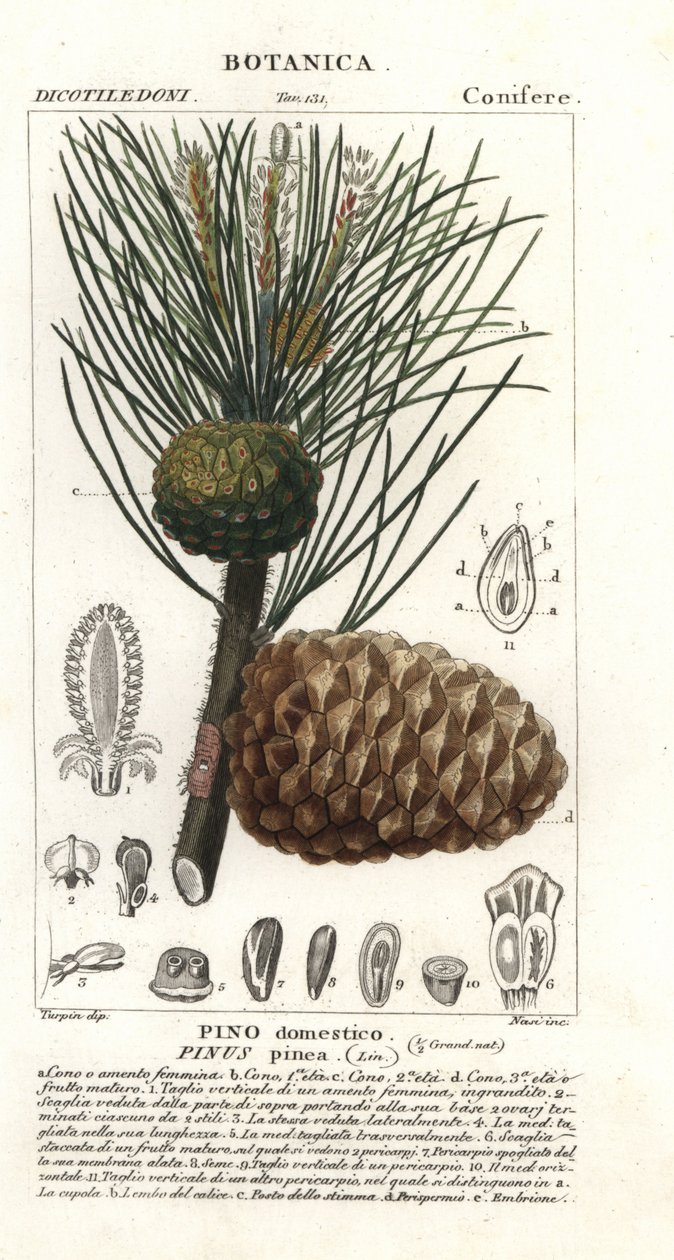 Pino domestico, Pinus pinea da Stanghi Stanghi