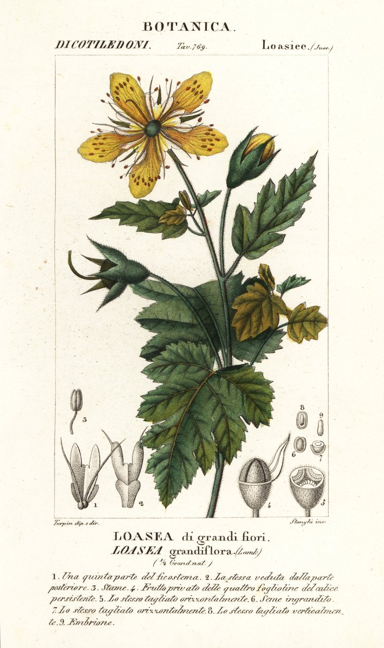 Loasea grandiflora da Stanghi Stanghi