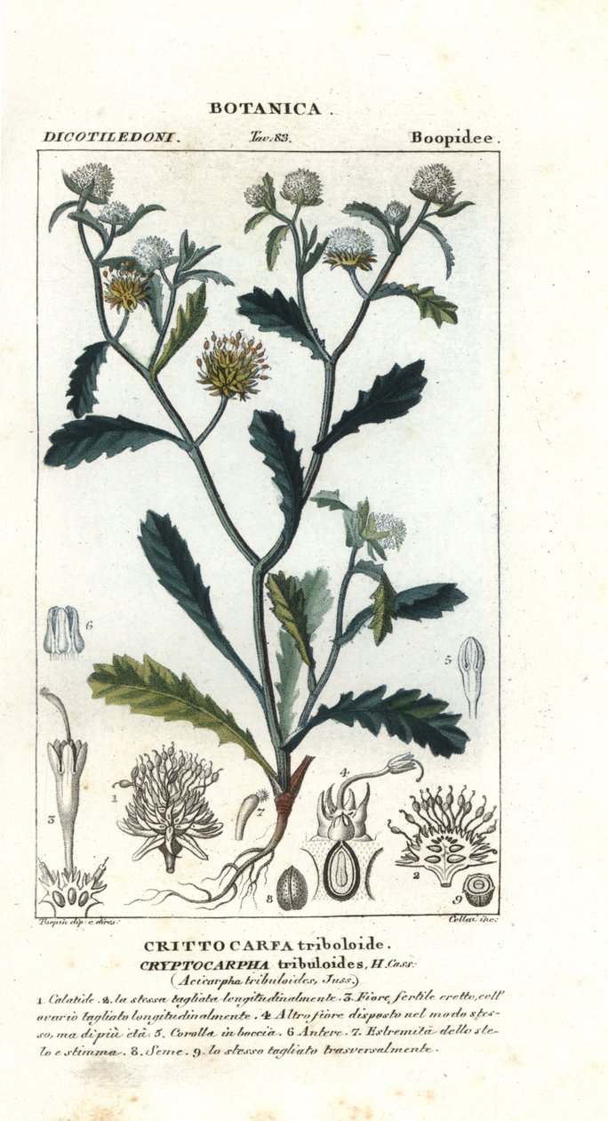 Acicarpha tribuloides da Stanghi Stanghi