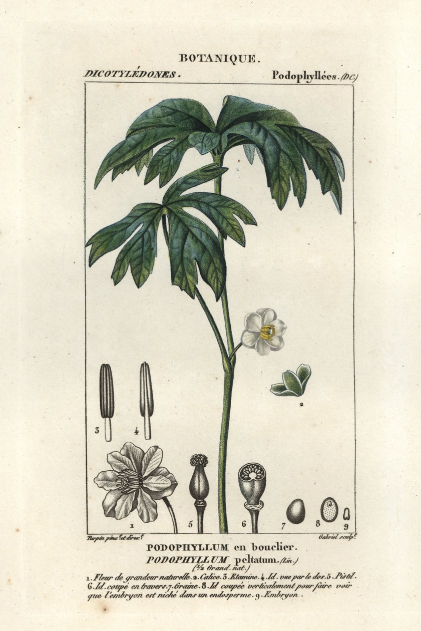 Podofillo, Podophyllum peltatum da Stanghi Stanghi