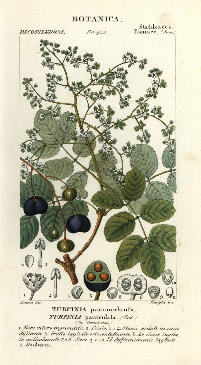Muttonwood, Turpinia occidentalis da Stanghi Stanghi