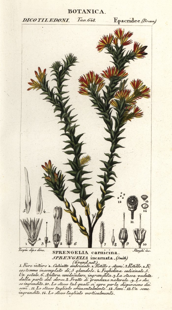 Erica palustre rosa, Sprengelia incarnata da Stanghi Stanghi