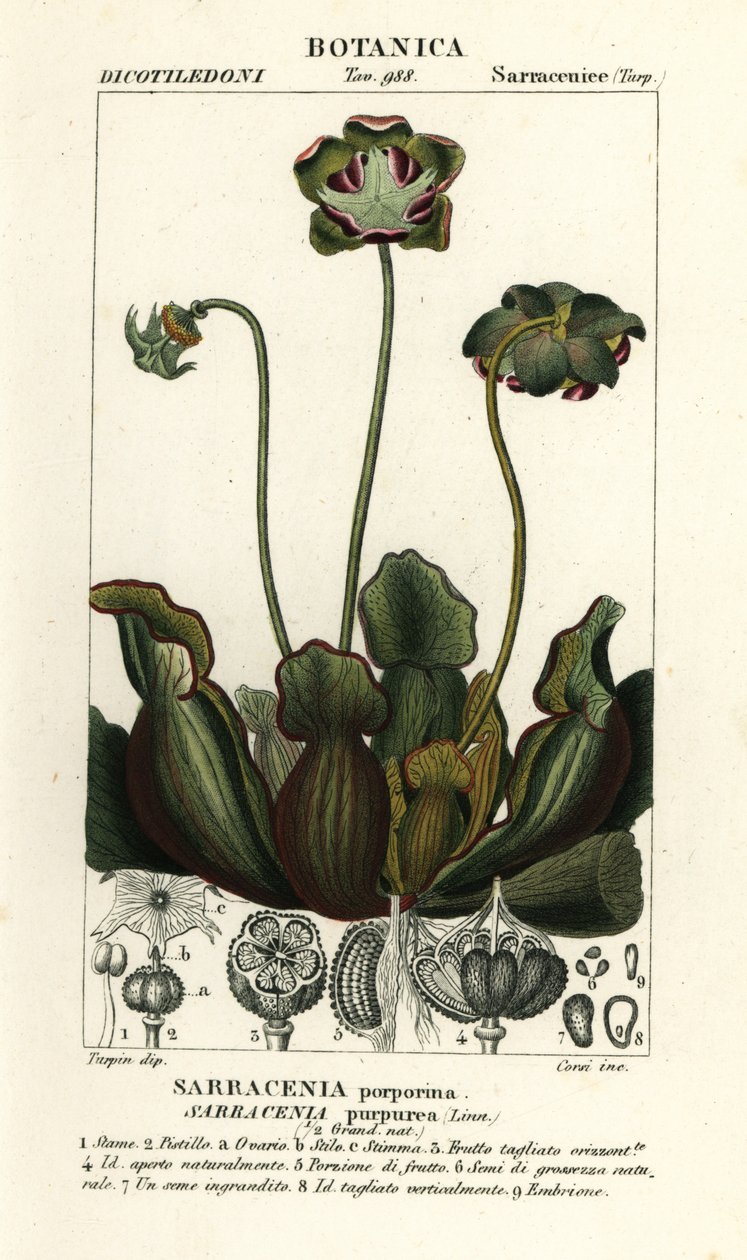 Pianta carnivora viola, Sarracenia purpurea da Stanghi Stanghi