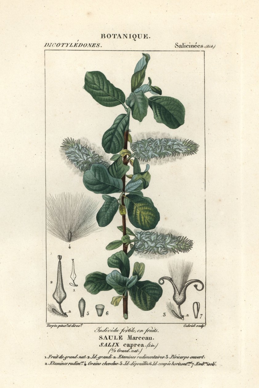 Salice caprino, Salix caprea da Stanghi Stanghi