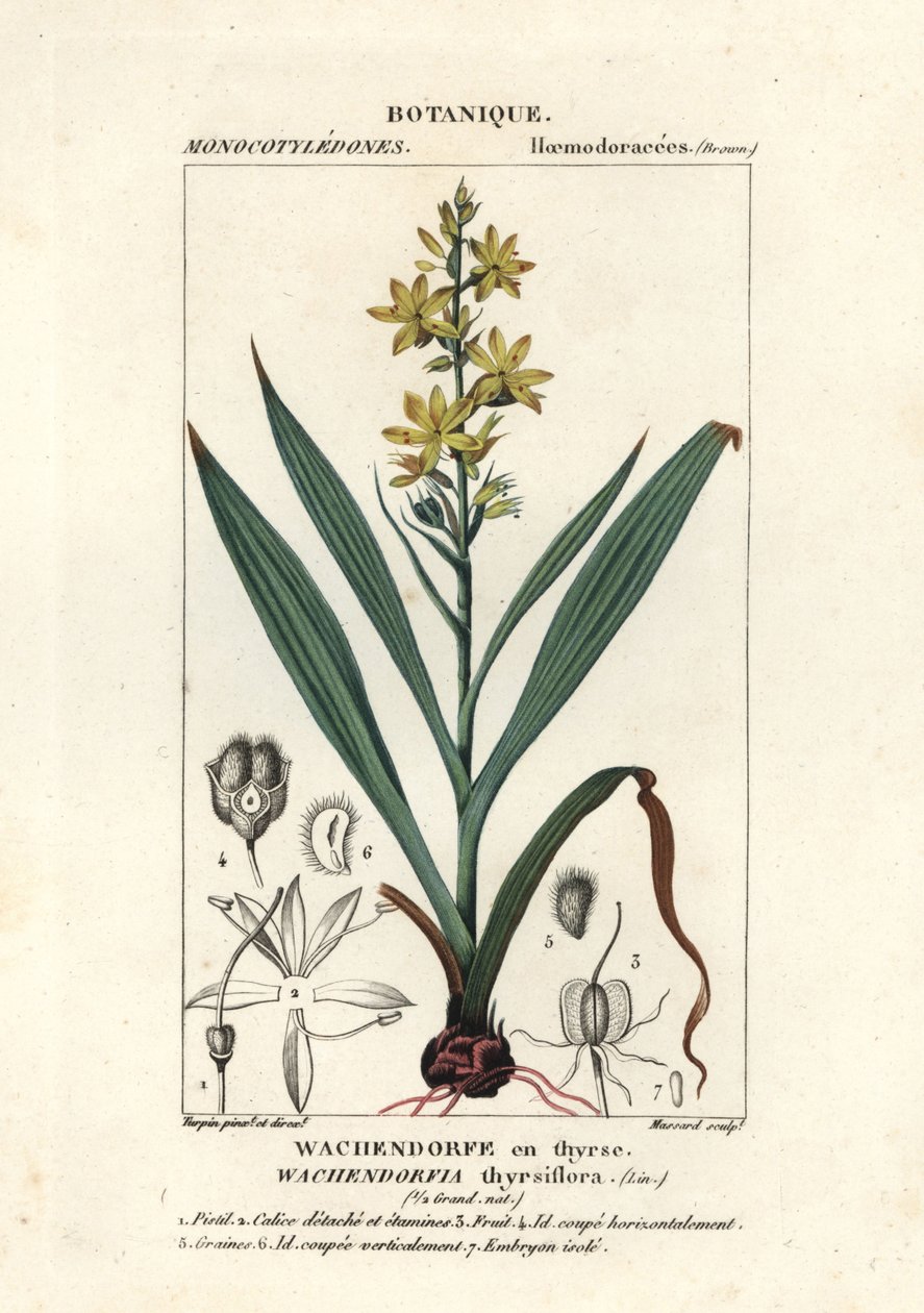 Radice rossa, Wachendorfia thyrsiflora da Stanghi Stanghi