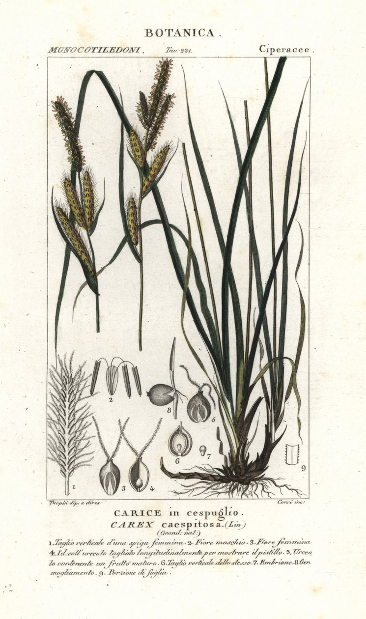 Erba carice, Carex caespitosa da Stanghi Stanghi